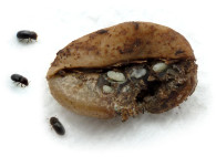 Saving Papua New Guinea from the Coffee Berry Borer