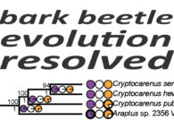 A new phylogenomic analysis