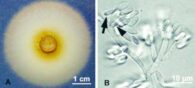 POSTDOC: ambrosia fungus systematics and imaging